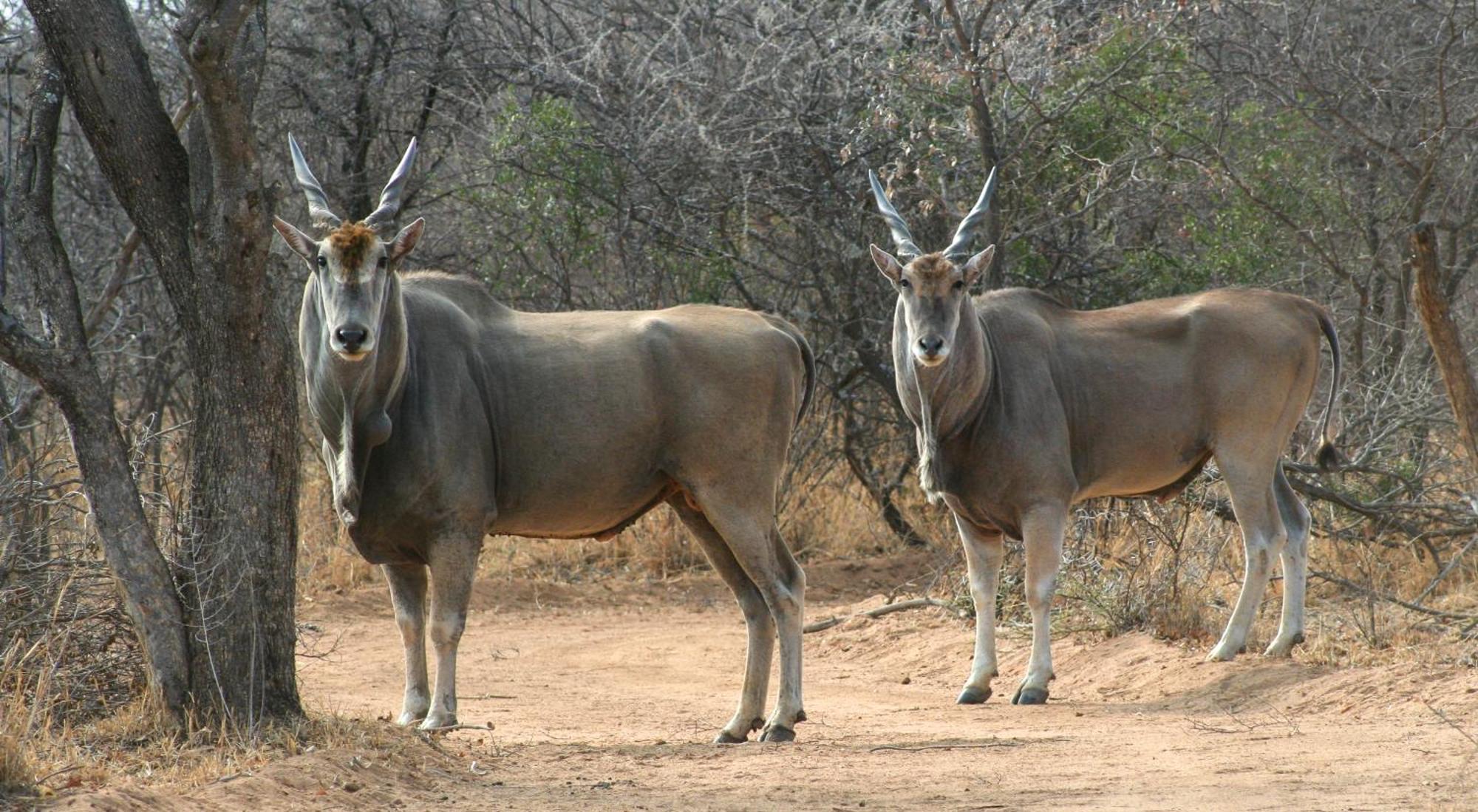 Ditholo Game Lodge Bela Bela Esterno foto