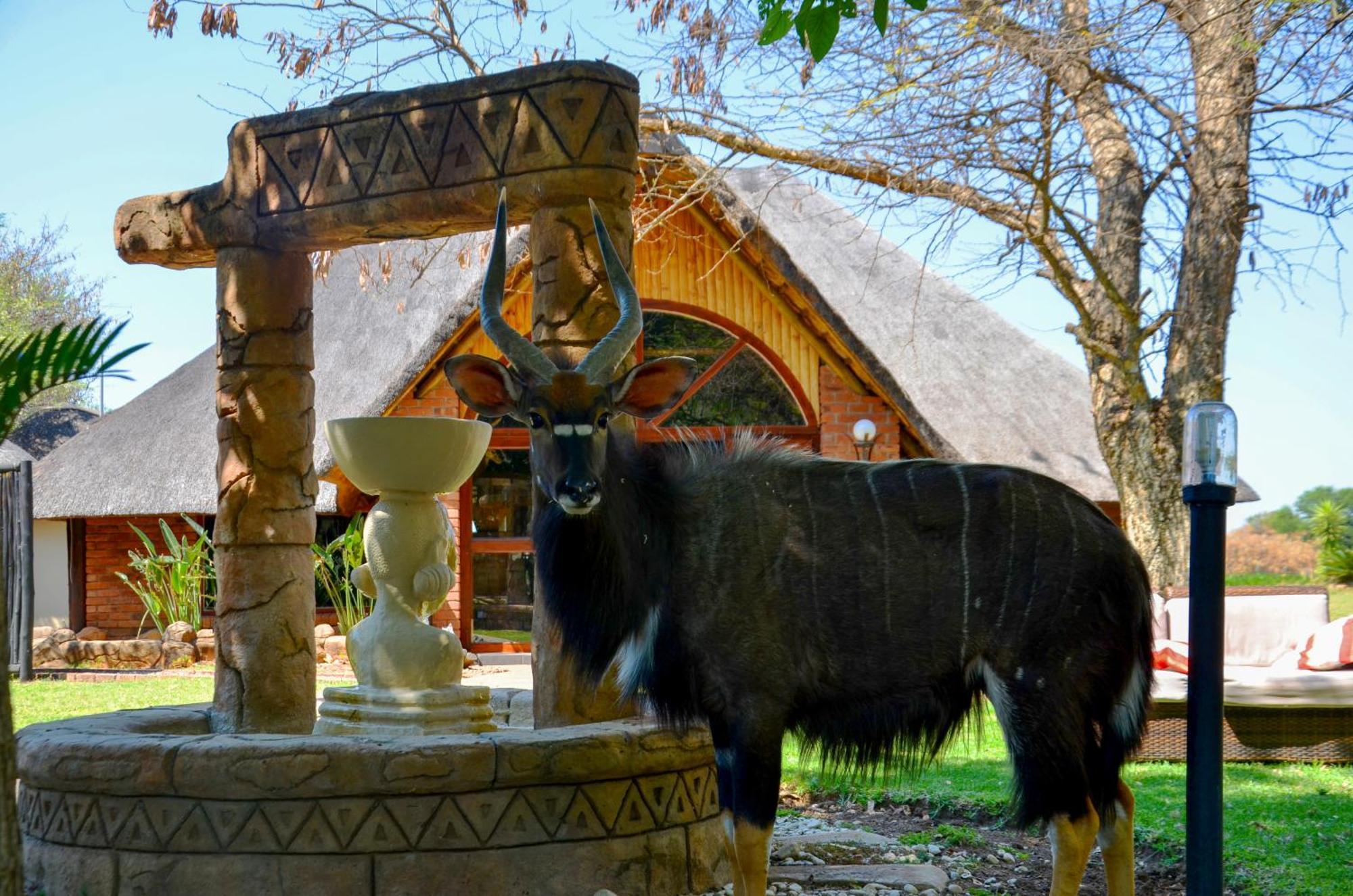 Ditholo Game Lodge Bela Bela Esterno foto